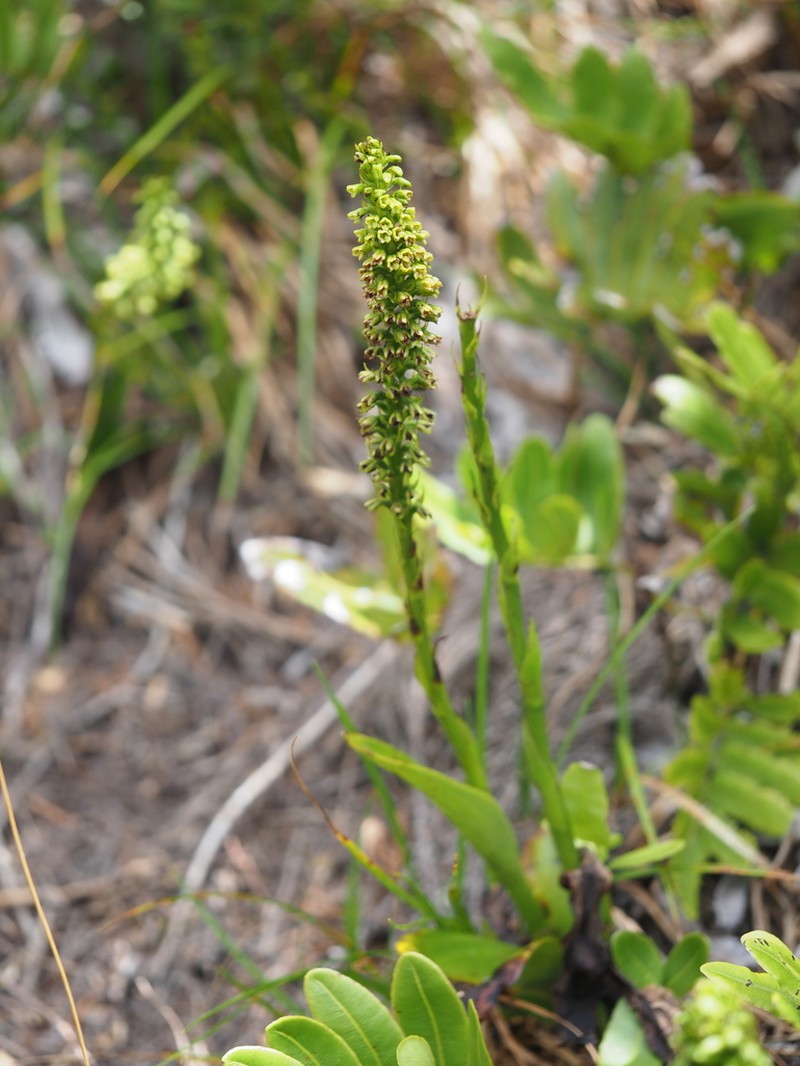 Benthamia chlorantha