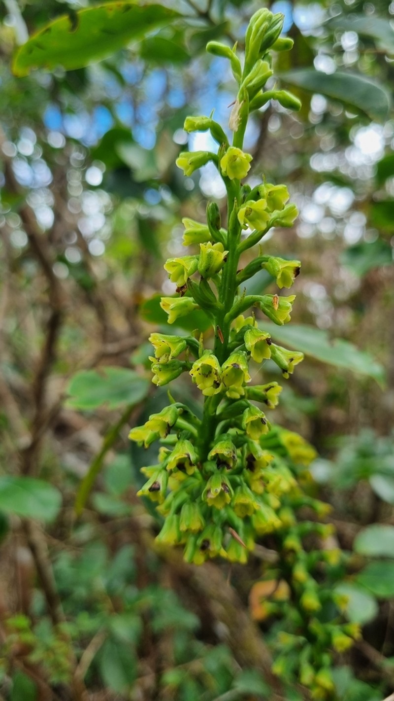 Benthamia chlorantha photo 3