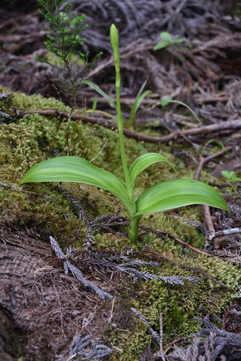 Benthamia chlorantha photo 4