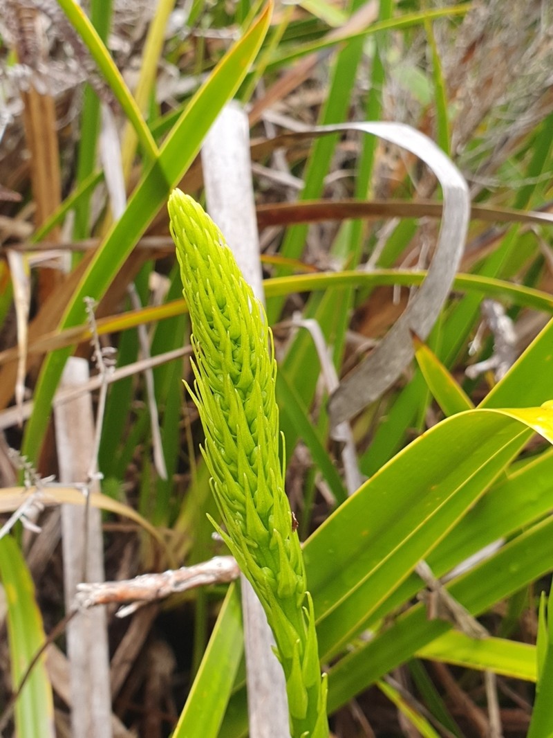 Benthamia chlorantha photo 6