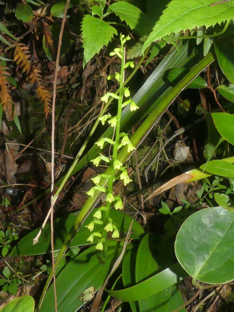 Benthamia chlorantha photo 8