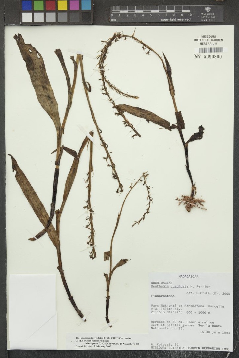Benthamia cuspidata