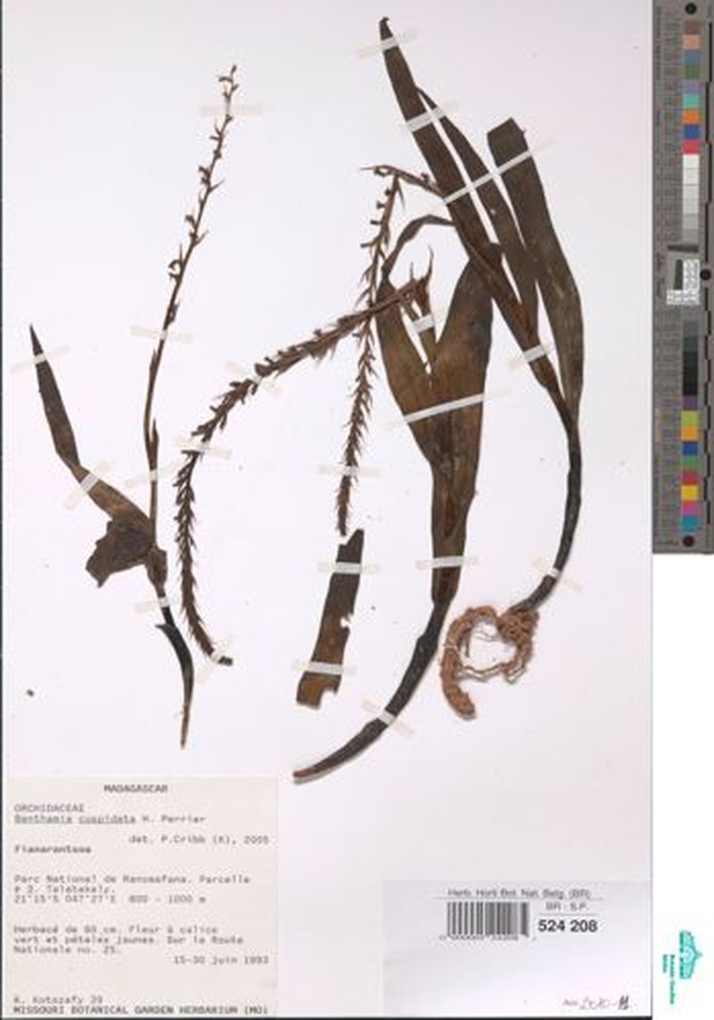 Benthamia cuspidata photo 2