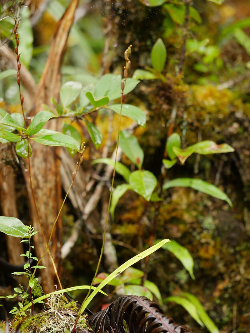 Benthamia dauphinensis