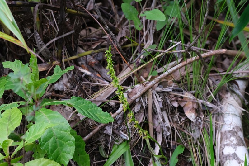 Benthamia elata