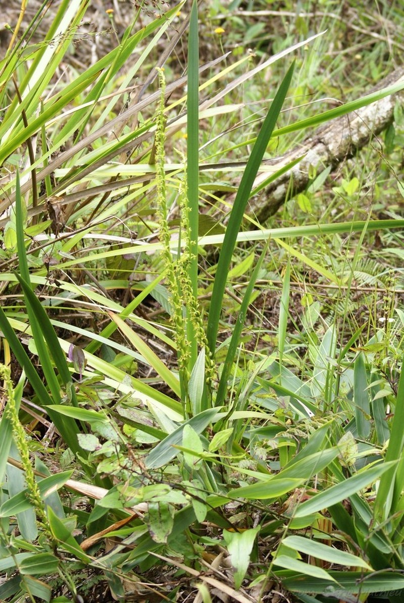 Benthamia elata photo 3