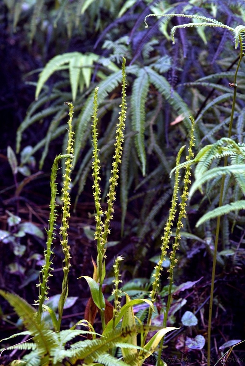 Benthamia elata photo 4