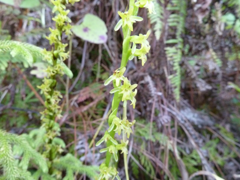 Benthamia elata photo 5