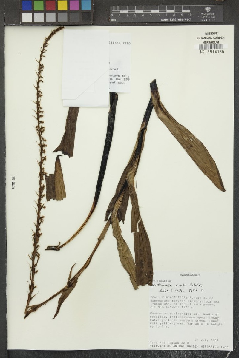 Benthamia elata photo 6