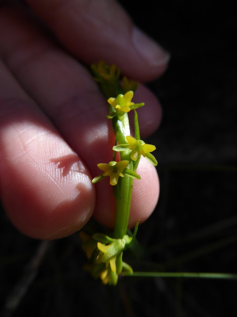 Benthamia flavida
