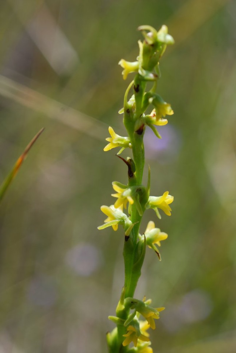 Benthamia flavida photo 2