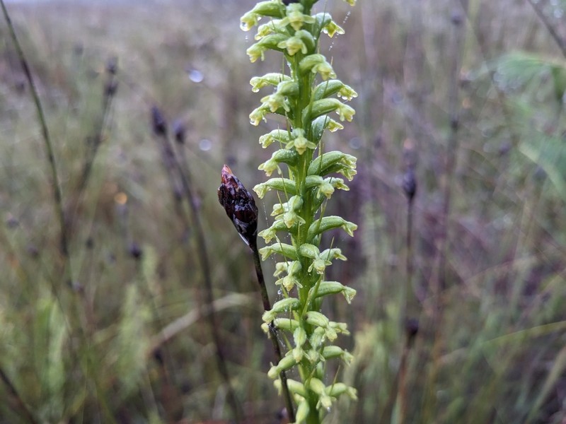 Benthamia glaberrima