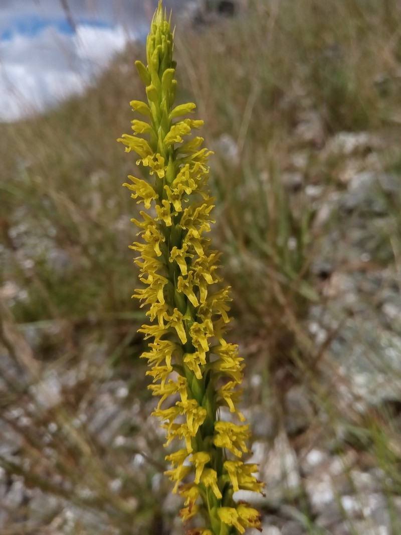 Benthamia glaberrima photo 2