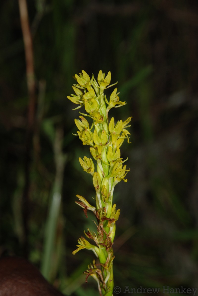 Benthamia glaberrima photo 3