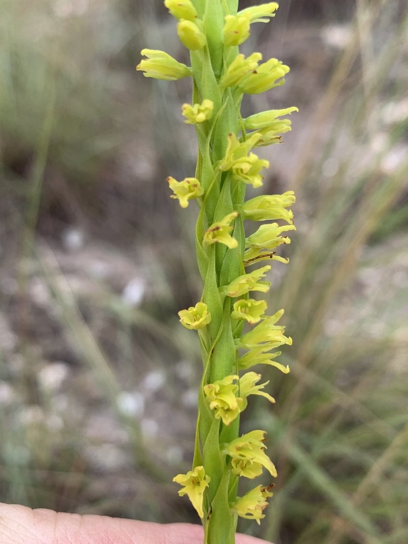 Benthamia glaberrima photo 4