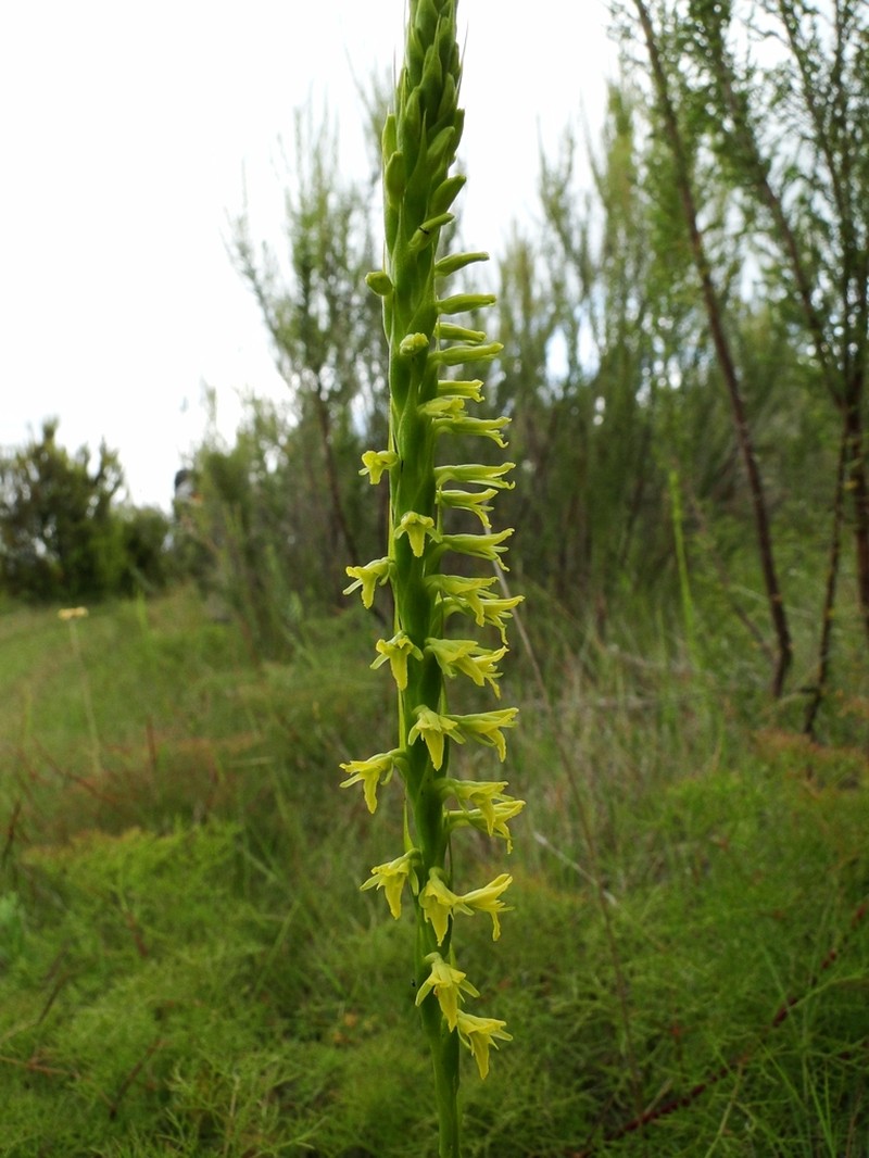 Benthamia glaberrima photo 5
