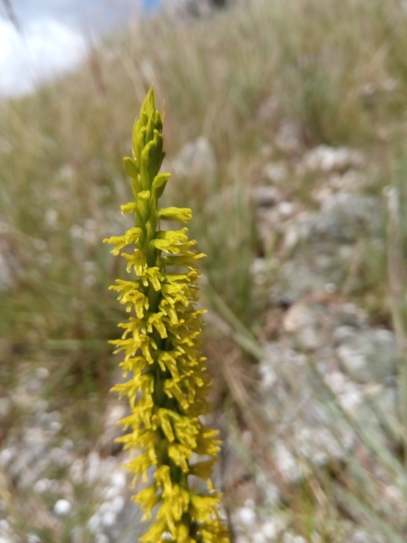 Benthamia glaberrima photo 6