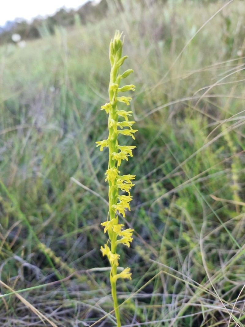 Benthamia glaberrima photo 7