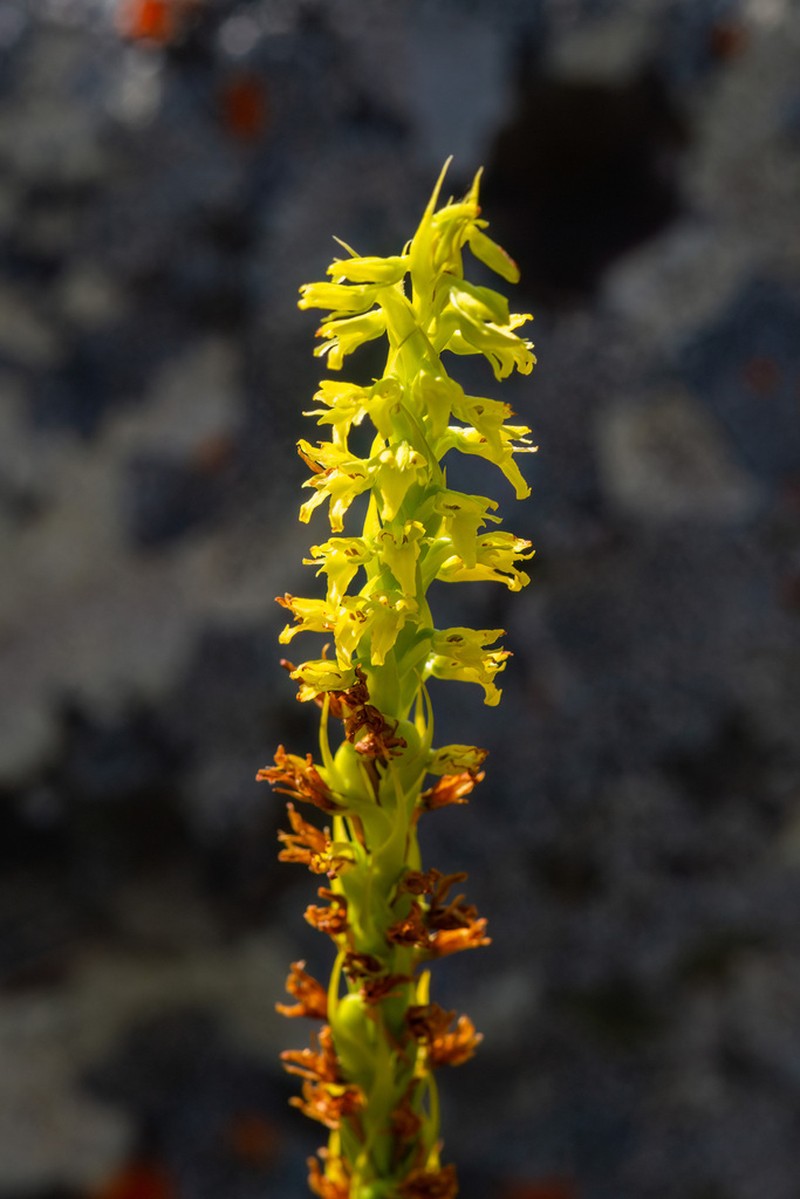 Benthamia glaberrima photo 8