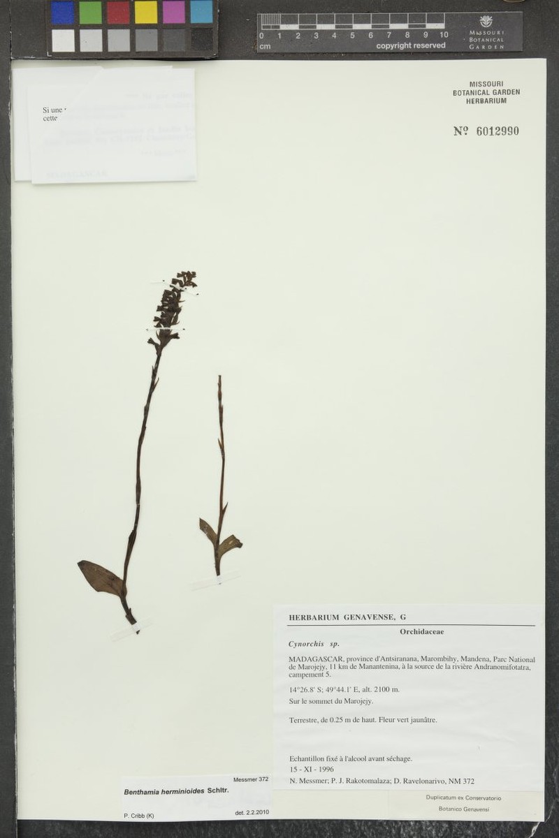 Benthamia herminioides
