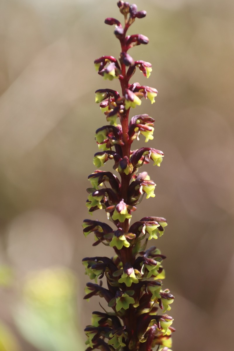 Benthamia humbertii photo 3