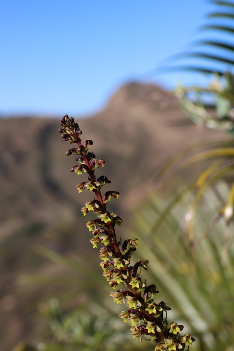Benthamia humbertii photo 4