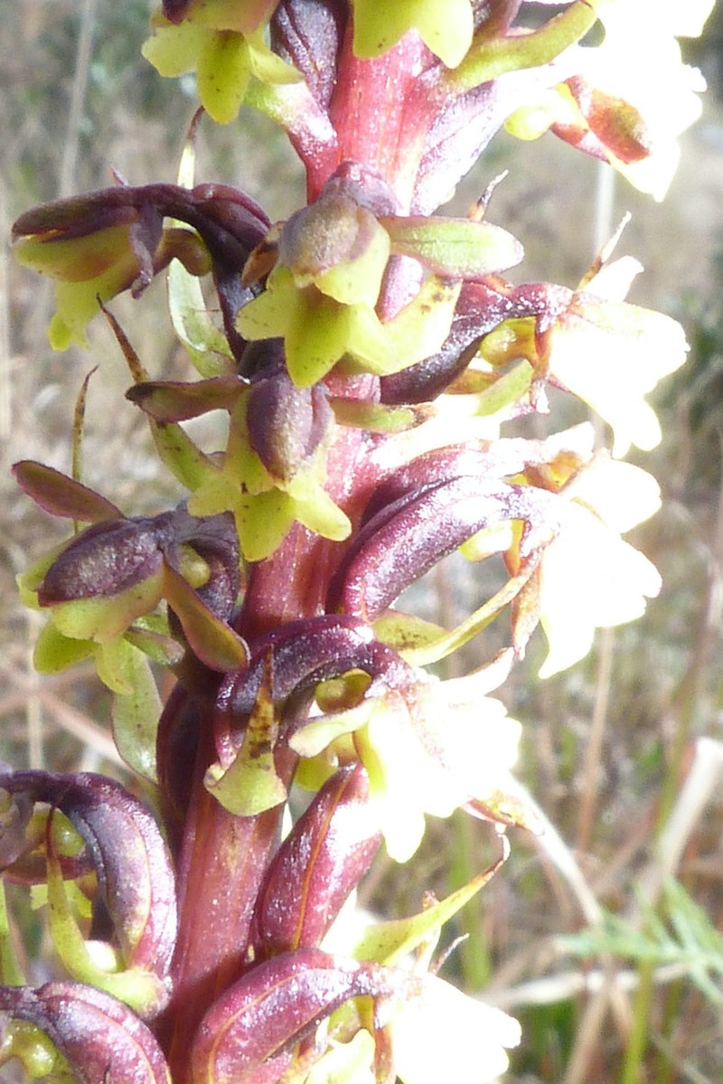 Benthamia humbertii photo 5