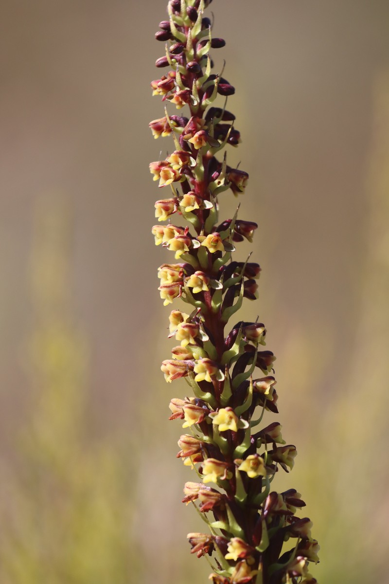 Benthamia humbertii photo 6