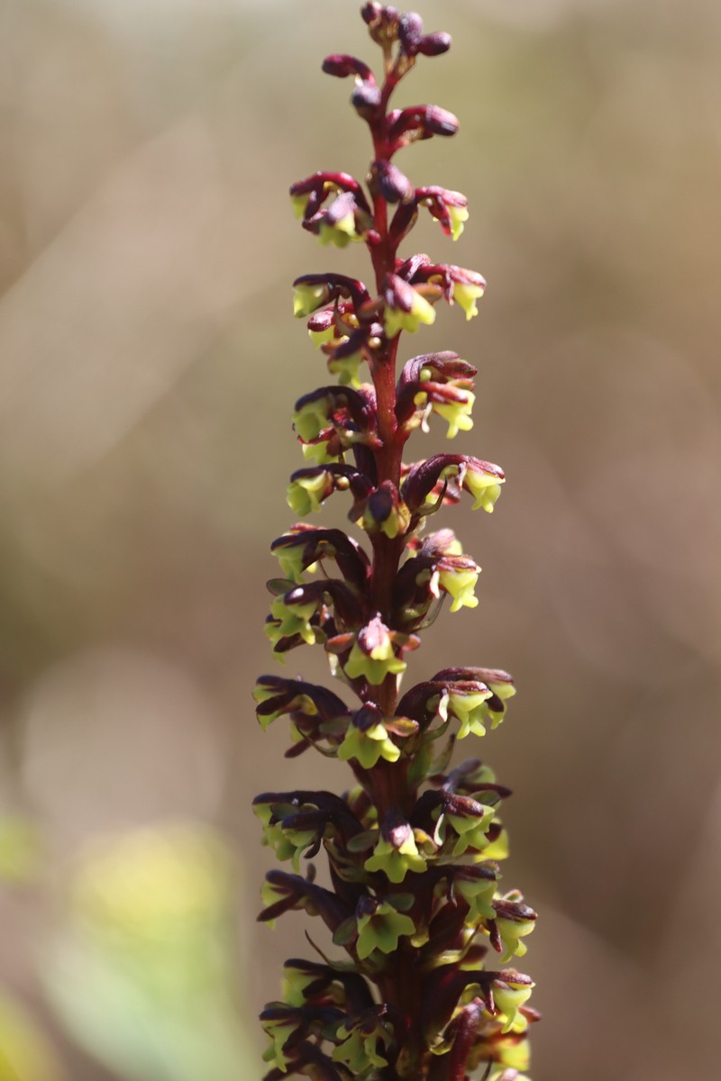 Benthamia humbertii photo 7