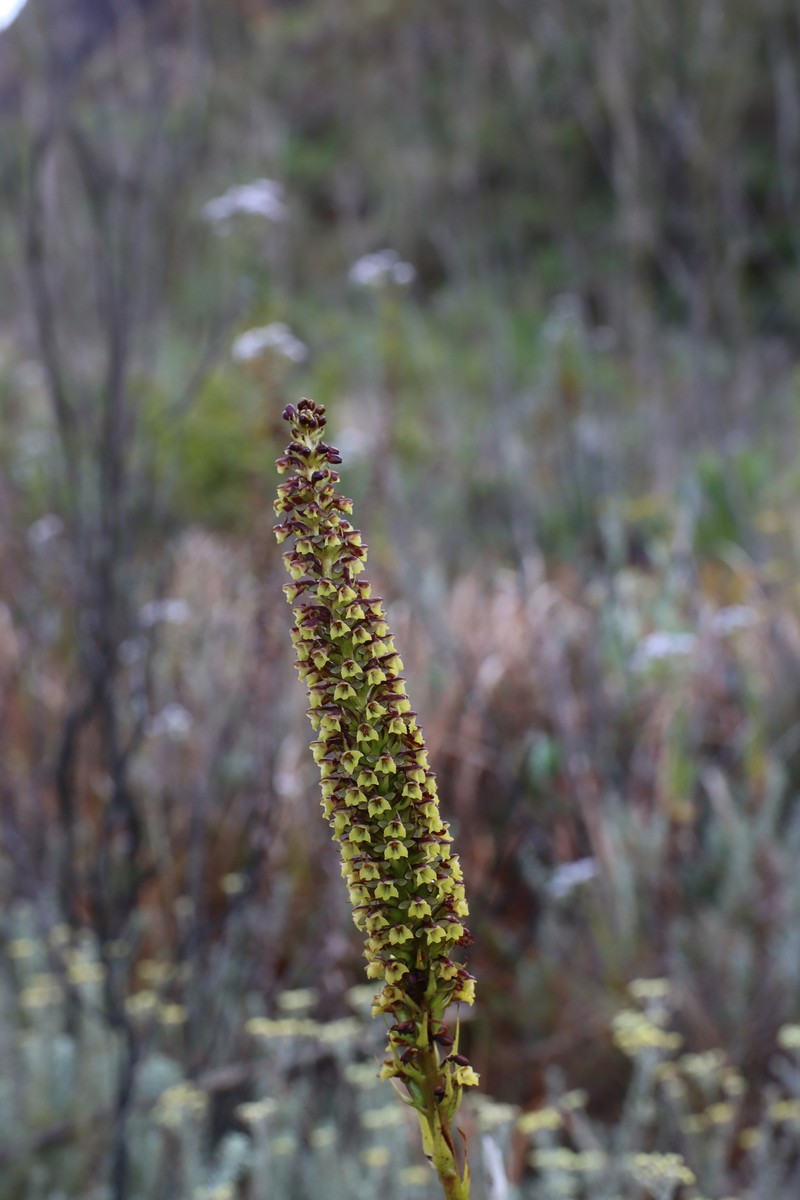Benthamia humbertii photo 8