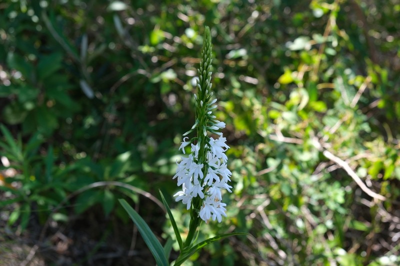 Benthamia madagascariensis