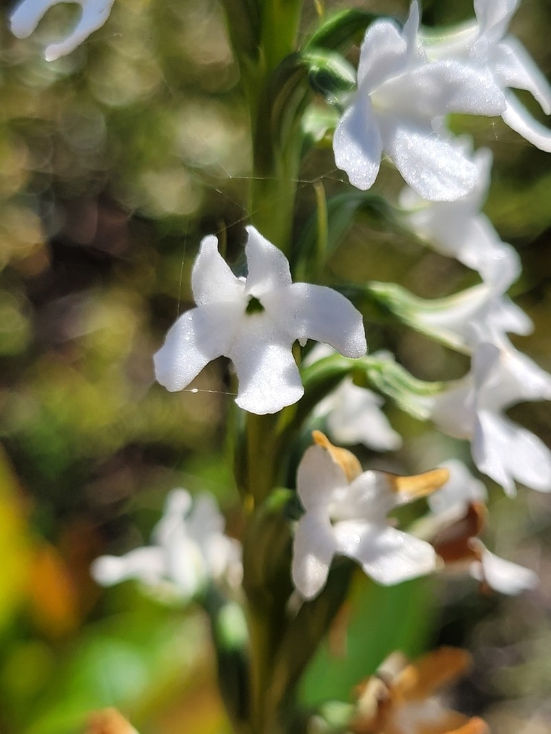 Benthamia madagascariensis photo 2
