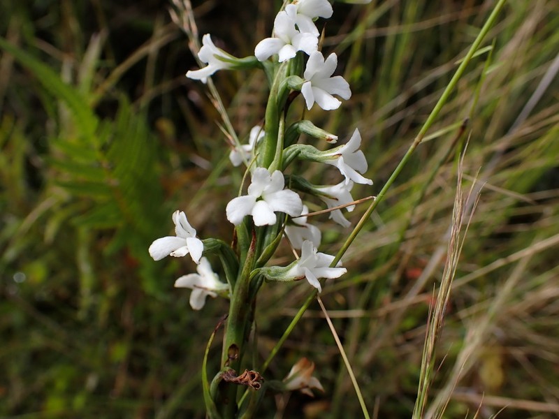 Benthamia madagascariensis photo 3