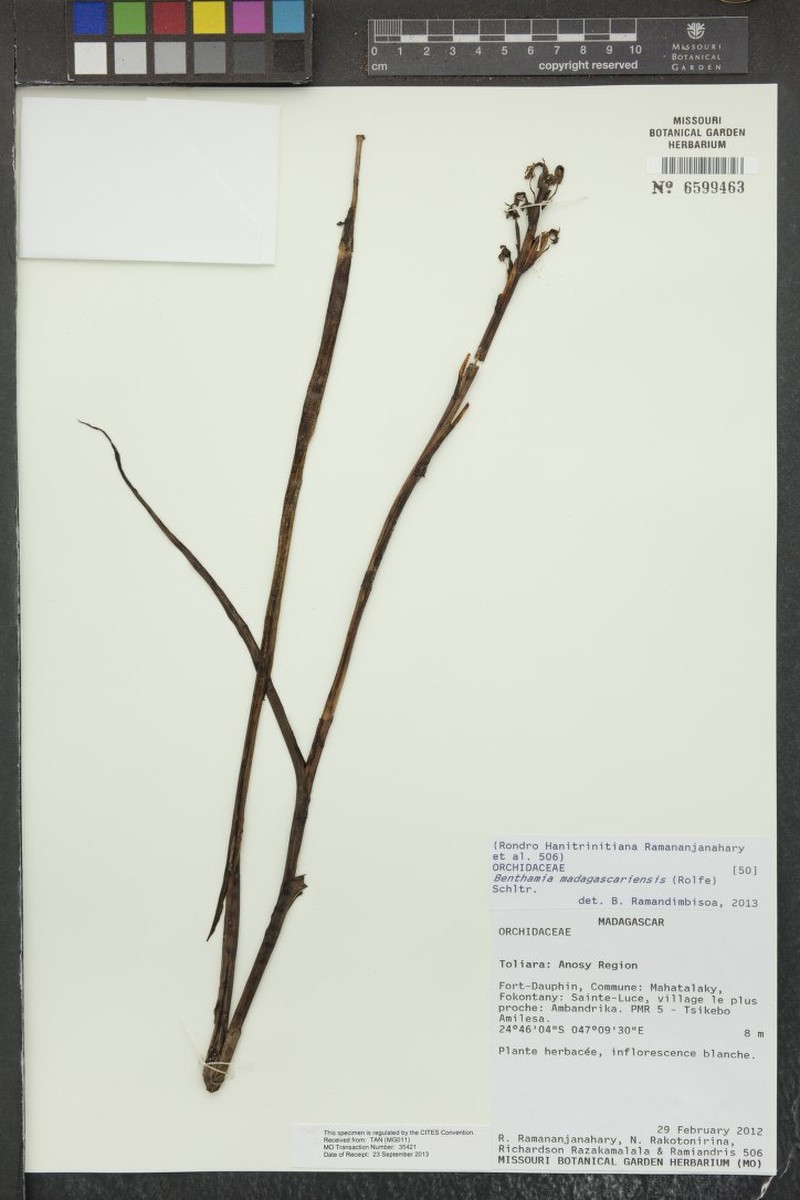 Benthamia madagascariensis photo 6