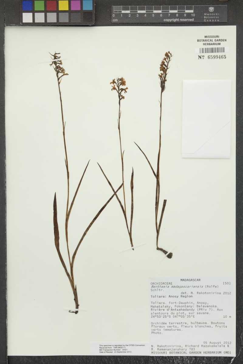 Benthamia madagascariensis photo 7