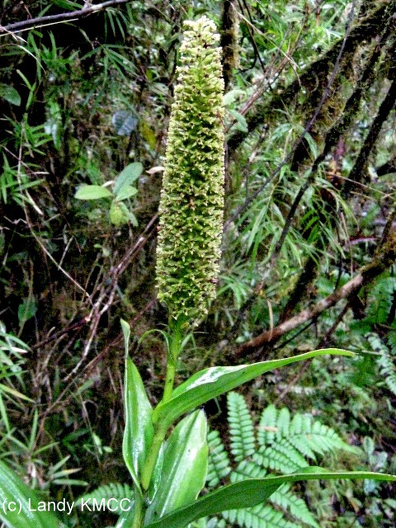 Benthamia majoriflora photo 2