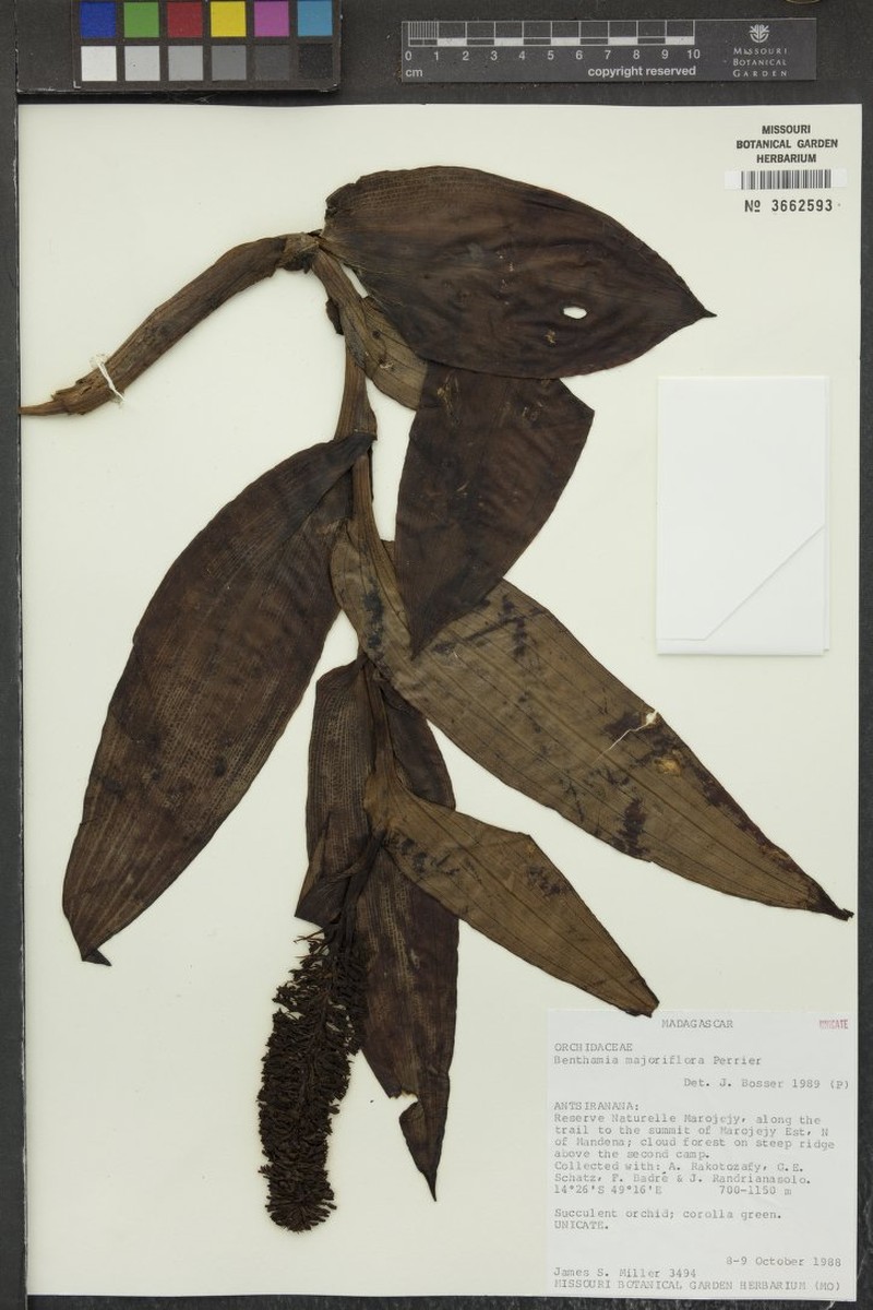 Benthamia majoriflora photo 3