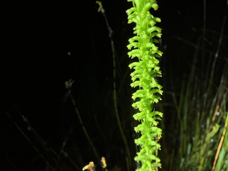 Benthamia melanopoda