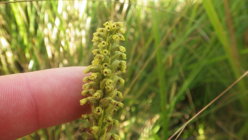 Benthamia melanopoda photo 7