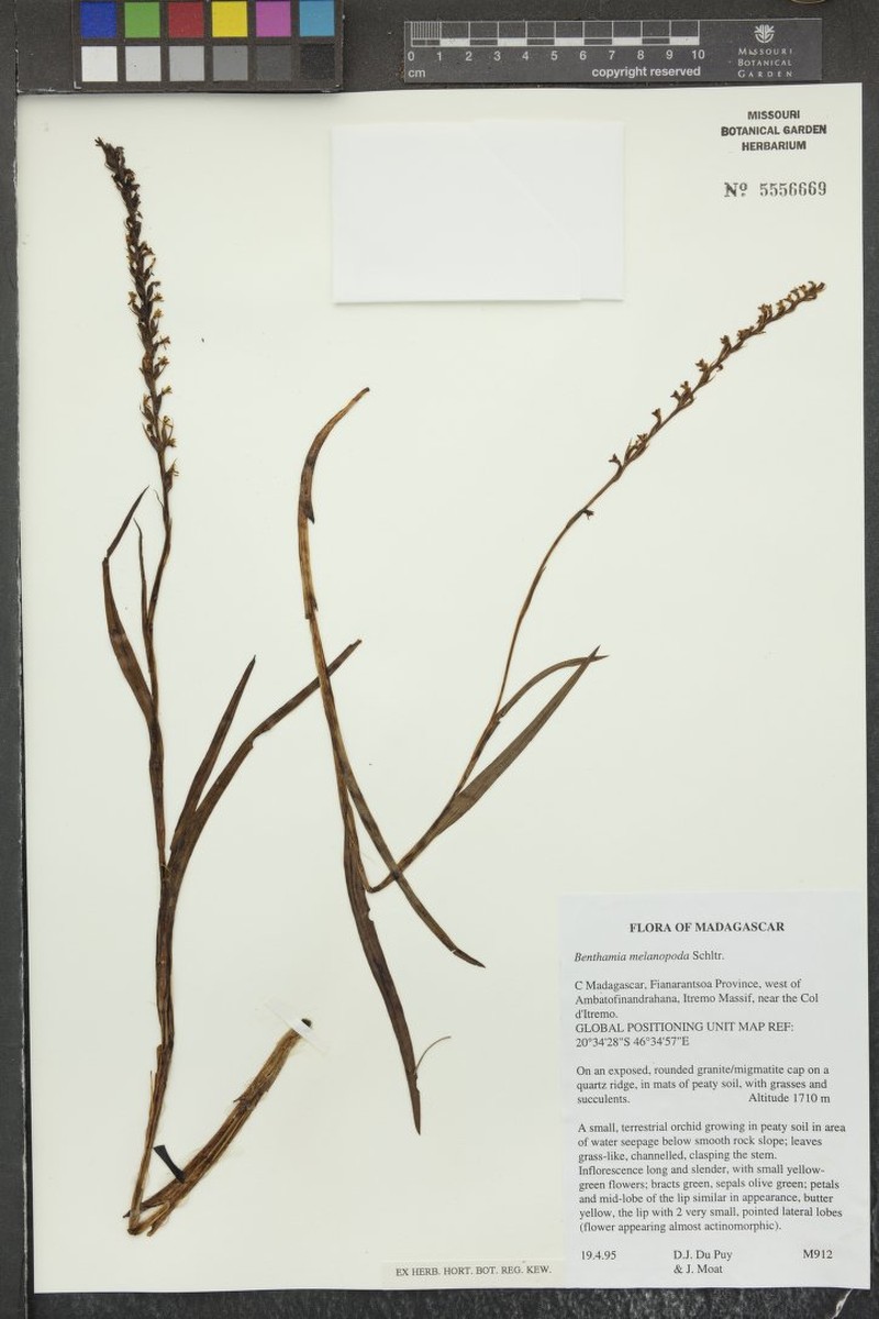 Benthamia melanopoda photo 8