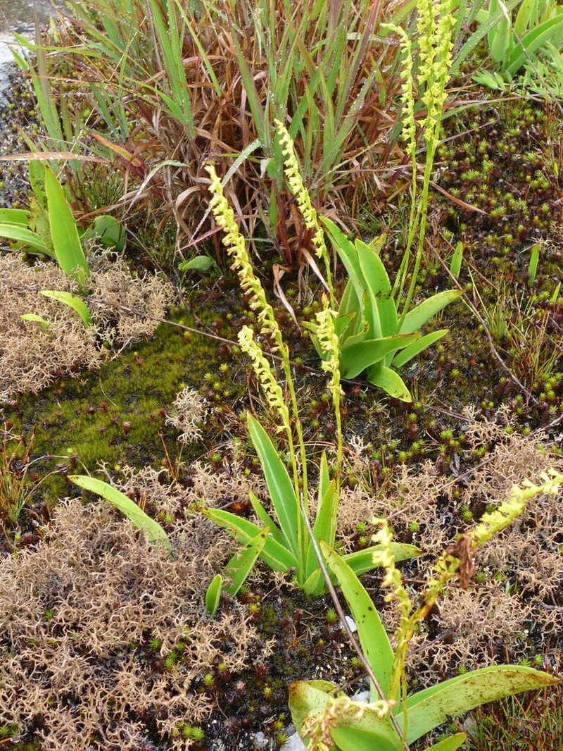 Benthamia monophylla