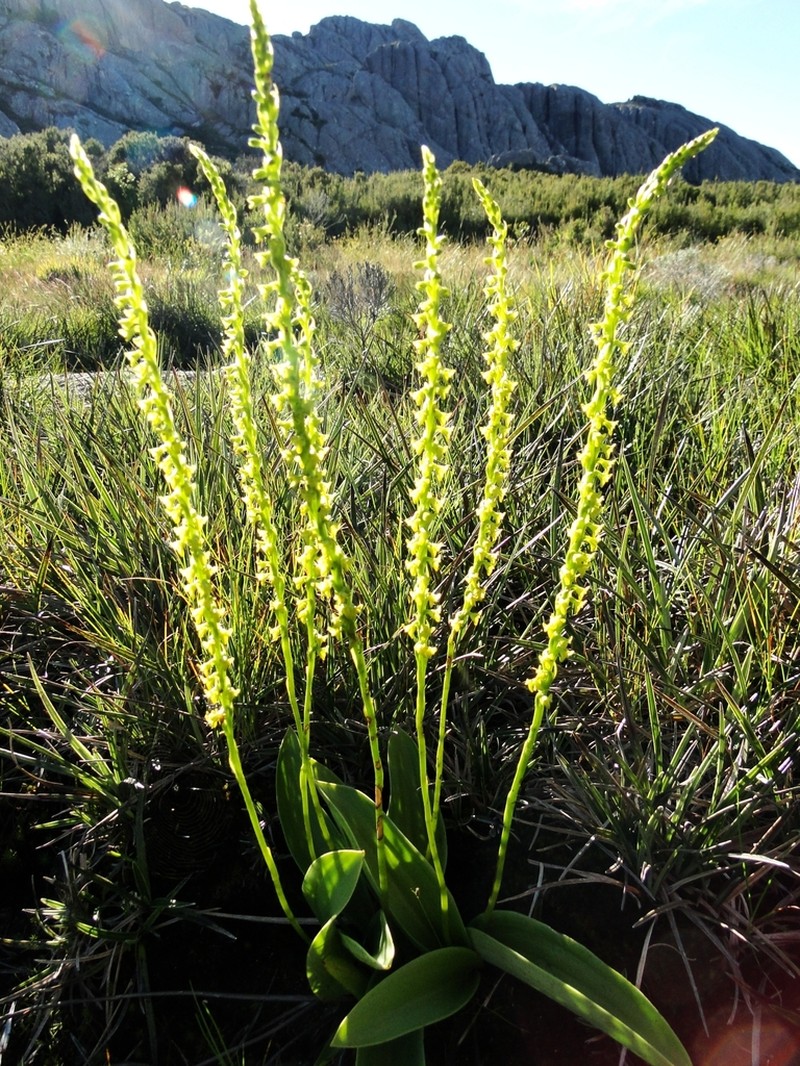 Benthamia monophylla photo 2