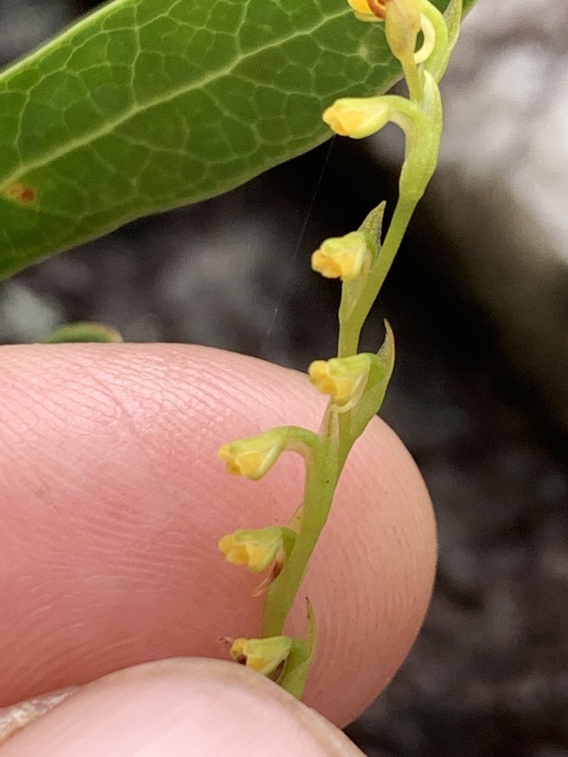 Benthamia monophylla photo 3