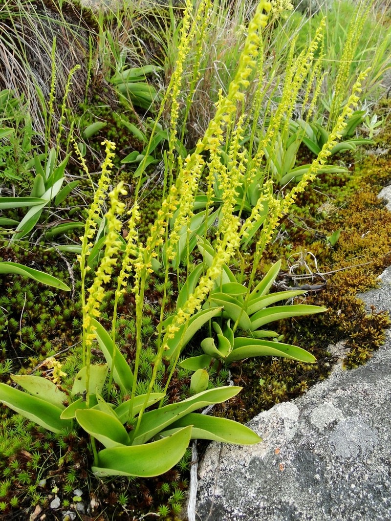 Benthamia monophylla photo 4