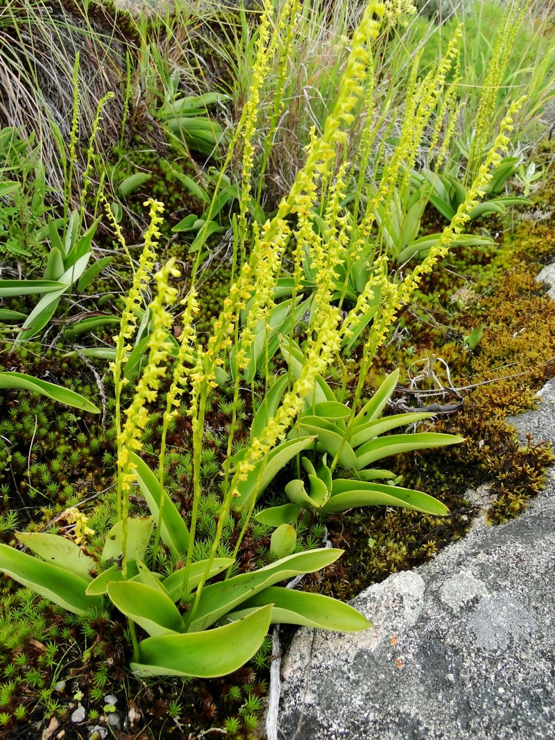 Benthamia monophylla photo 5
