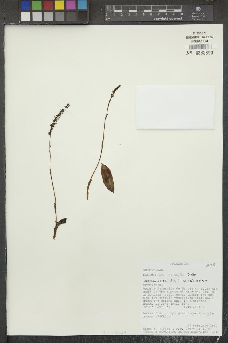 Benthamia monophylla photo 6