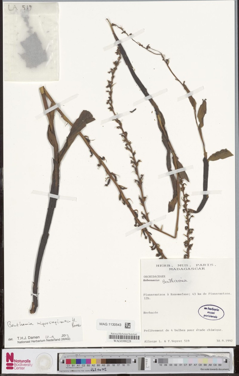 Benthamia nigrovaginata