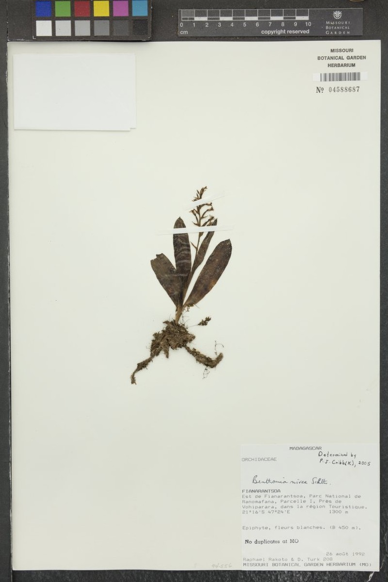 Benthamia nivea