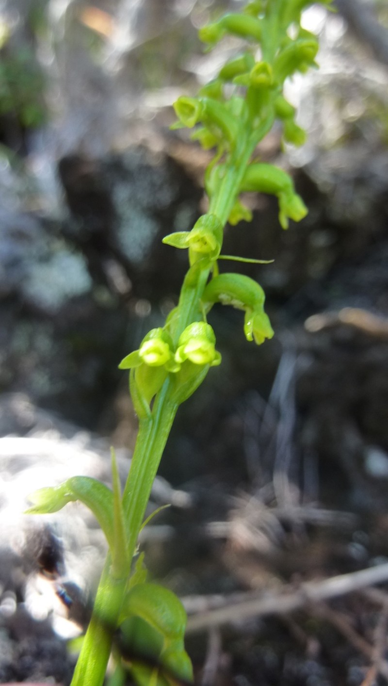 Benthamia perfecunda