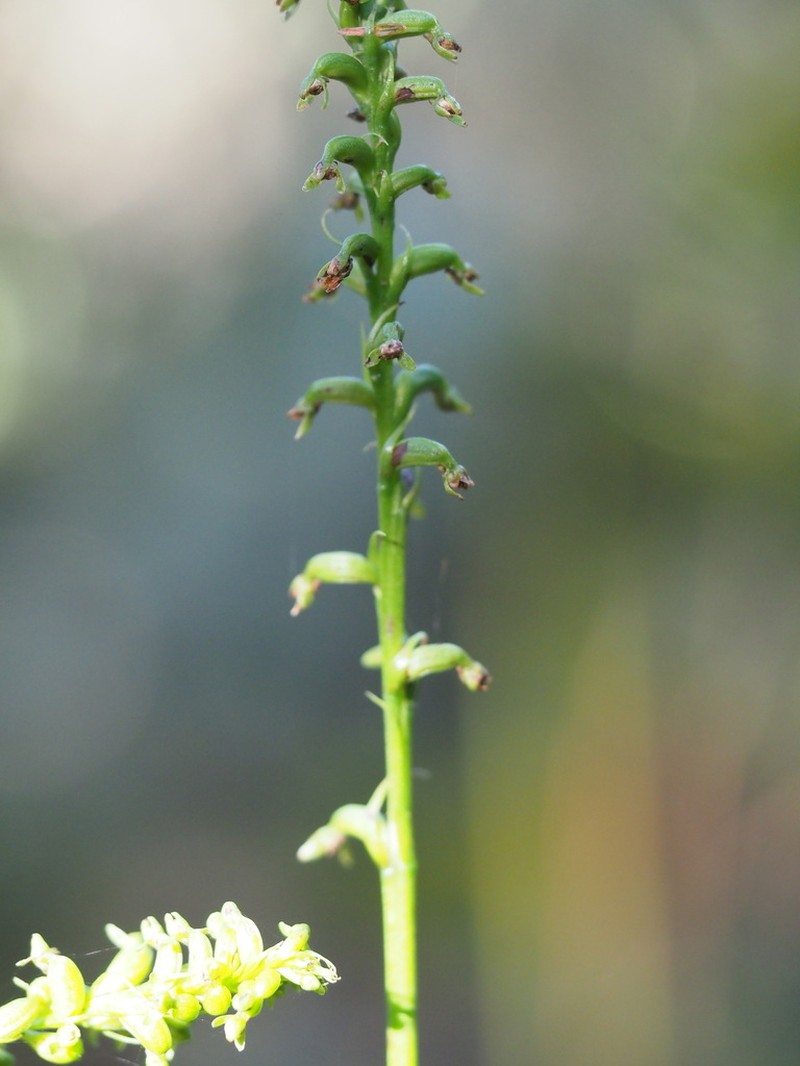 Benthamia perfecunda photo 3